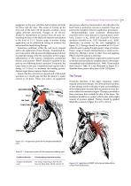 JZGGD003 Laser Physiotherapy-11