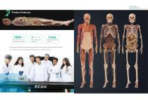 ECDH-INT II 88 HD HUMAN VIRTUAL ANATOMY TABLE-3