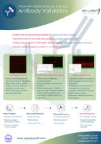 Antibody Validation-1
