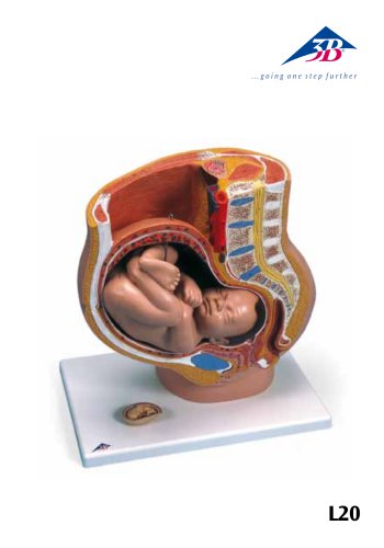 Product Manual - Pregnancy Pelvis Model in Median Section with Removable Fetus (40 weeks) - L20