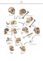 Anthropology Models-3
