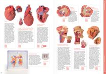 3D Anatomy Series - 7