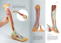3D Anatomy  Series-10