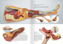 3D Anatomy  Series-11