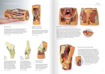 3D Anatomy  Series-12