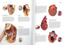 3D Anatomy  Series-13