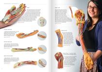3D Anatomy  Series-7