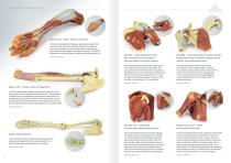 3D Anatomy  Series-8