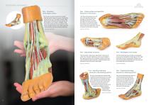 3D Anatomy  Series-9