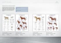 Anatomical Charts-14