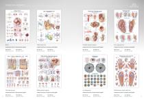 Anatomical Charts-9