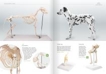 Veterinary Medicine-5