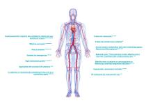 Glubran 2 ENDOVASCULAR-2