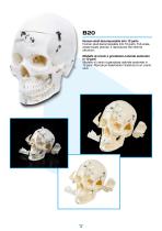 Larident_Demostration-Model.-10