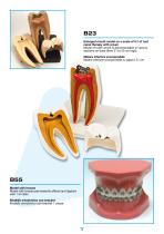 Larident_Demostration-Model.-12