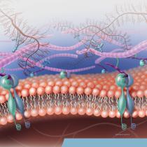 Biodesign-2