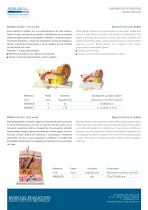 Ear 1.5x-2