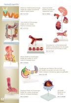 Anatomical Models - 12