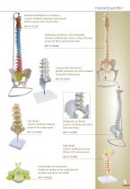 Anatomical Models - 5