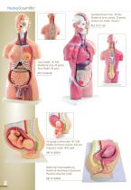 Anatomical Models - 8