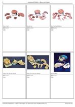 ANATOMICAL MODELS ESP MODELS  Brains and Heads-4