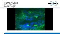 Multidimensional_Imaging_for_Complete_Investigation_of_Cellular_Events-17