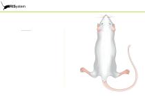 RatNail-15