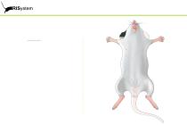 RatNail-5