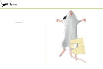 RatNail-6