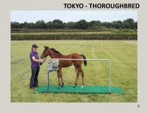 horseweigh brochure-9
