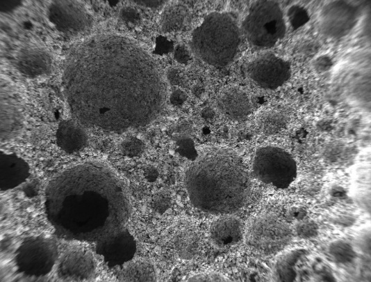 Bonegraft Biomaterials Photo 6