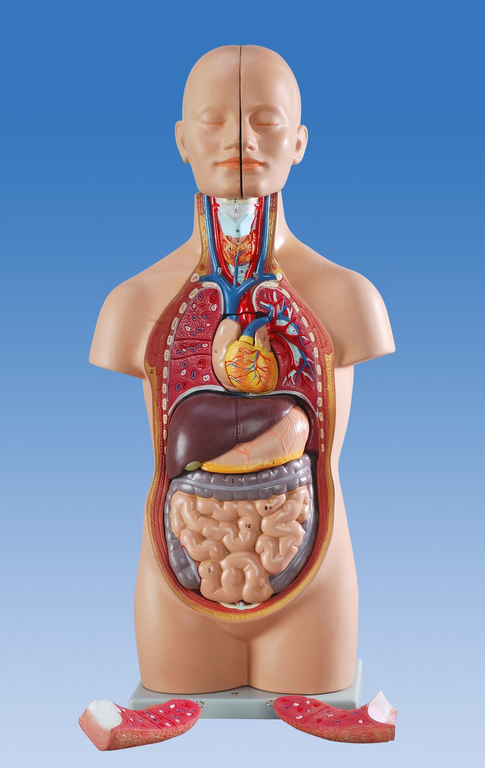 Inside Human Body 全13巻セット Survive! Inside the Human Body, Volume 2: The Circulatory System