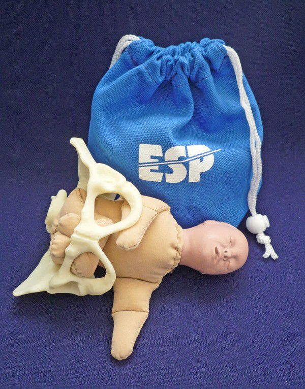 Modelo de pelve ZKK258B Educational + Scientific Products Ltd