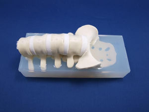 modelo anatômico de coluna vertebral lombar