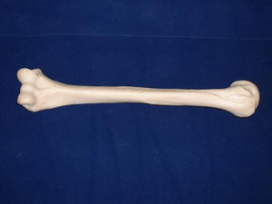 modelo anatômico de úmero