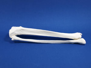 modelo de tíbia