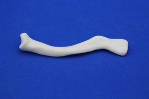 modelo anatômico de clavícula