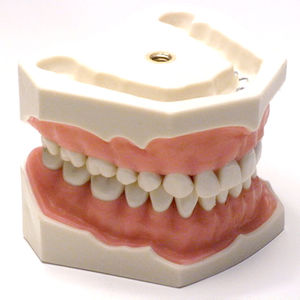 modelo anatômico de dentição