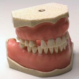 modelo anatômico de dentição