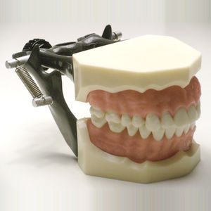 modelo anatômico de dentição