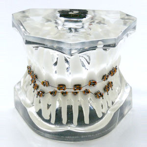 modelo anatômico de dentição 1
