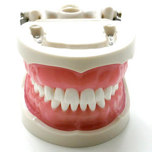modelo de dente 1