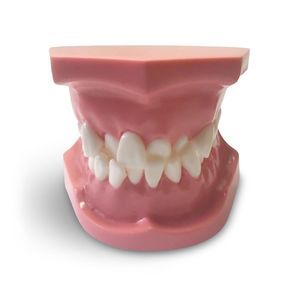 modelo anatômico odontológico 1