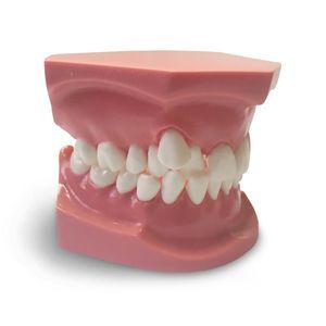 modelo anatômico odontológico 1