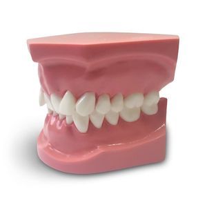 modelo anatômico odontológico 1