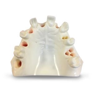 modelo anatômico de maxilares 1