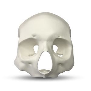 modelo anatômico facial 1