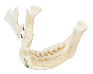 modelo de mandíbula 1