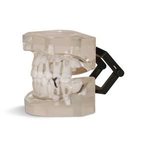 modelo de mandíbula 1