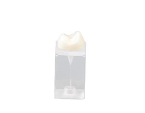 modelo anatômico odontológico